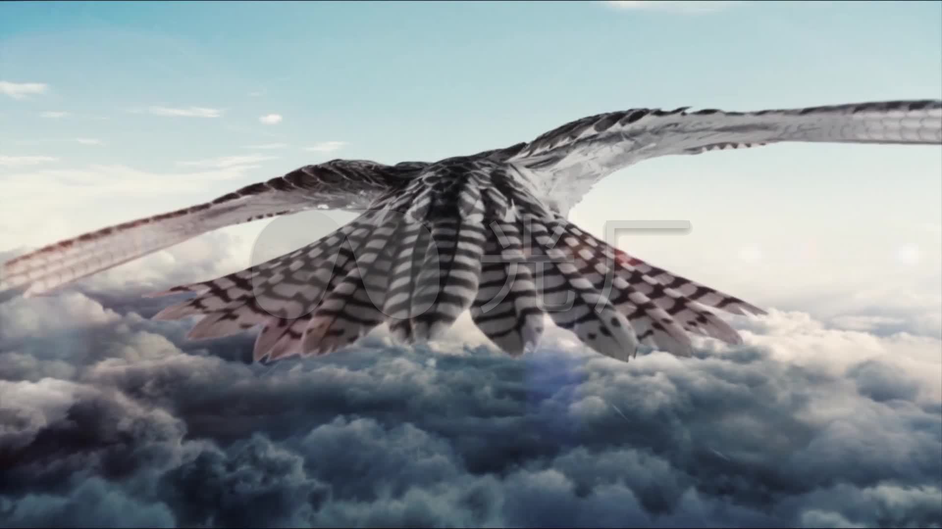 鹰逆风飞翔_1920x1080_高清视频素材下载(编号:)_影视