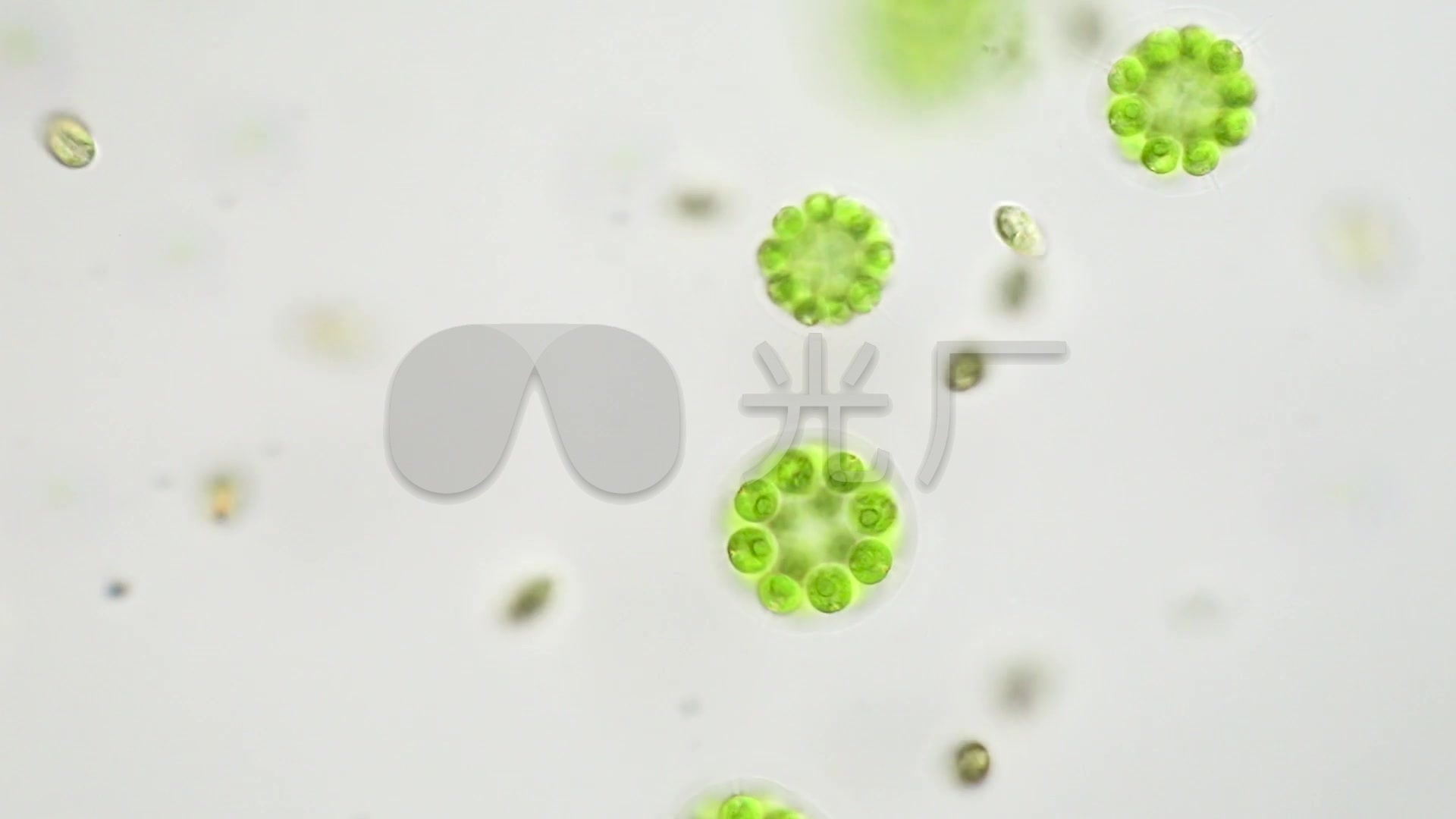 显微镜下的藻类细胞
