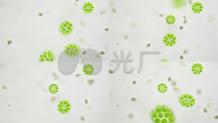显微镜藻类海藻绿藻细胞细菌微生物医疗害虫污染海水化验单细胞生物