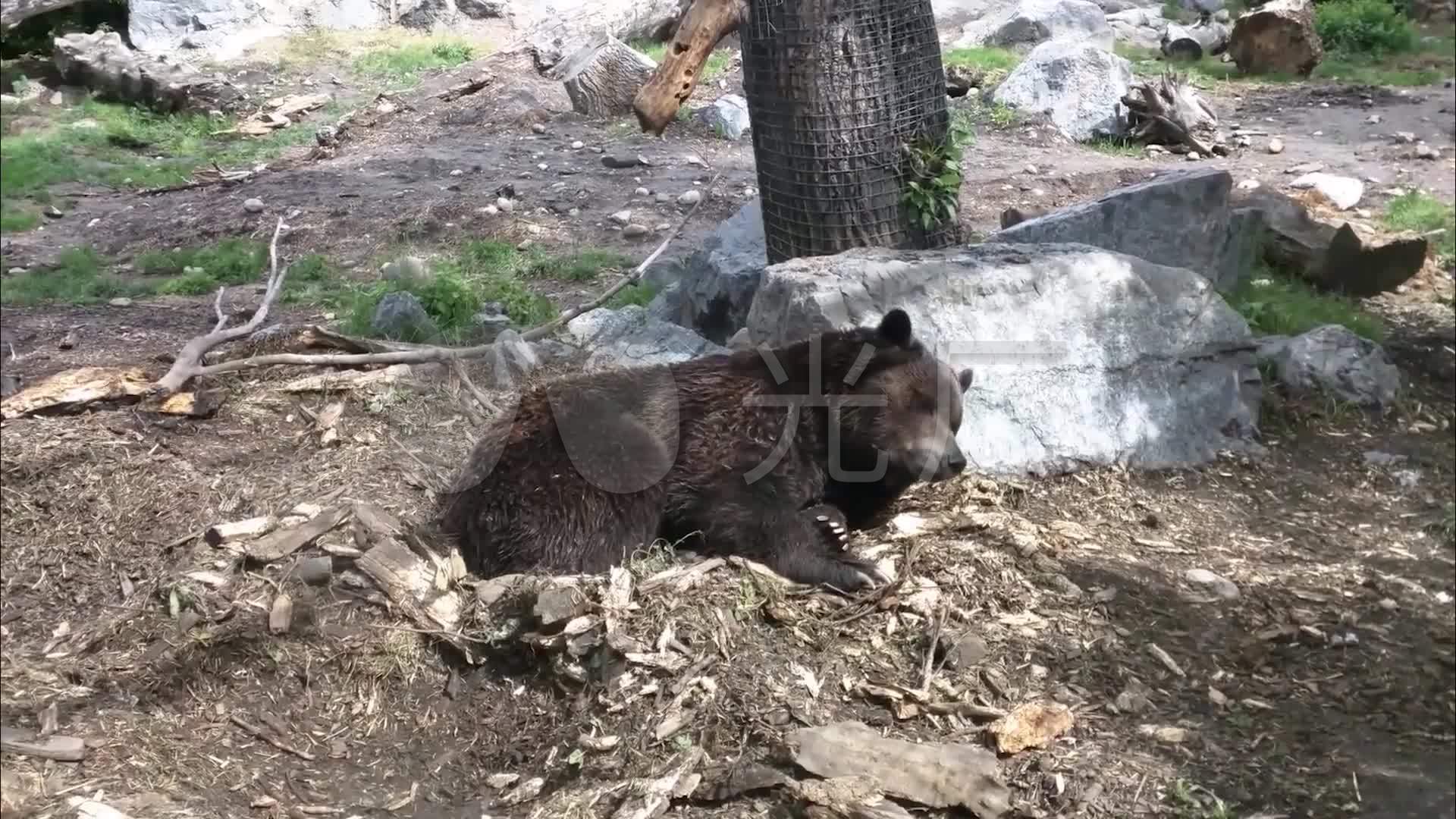 睡觉的黑熊