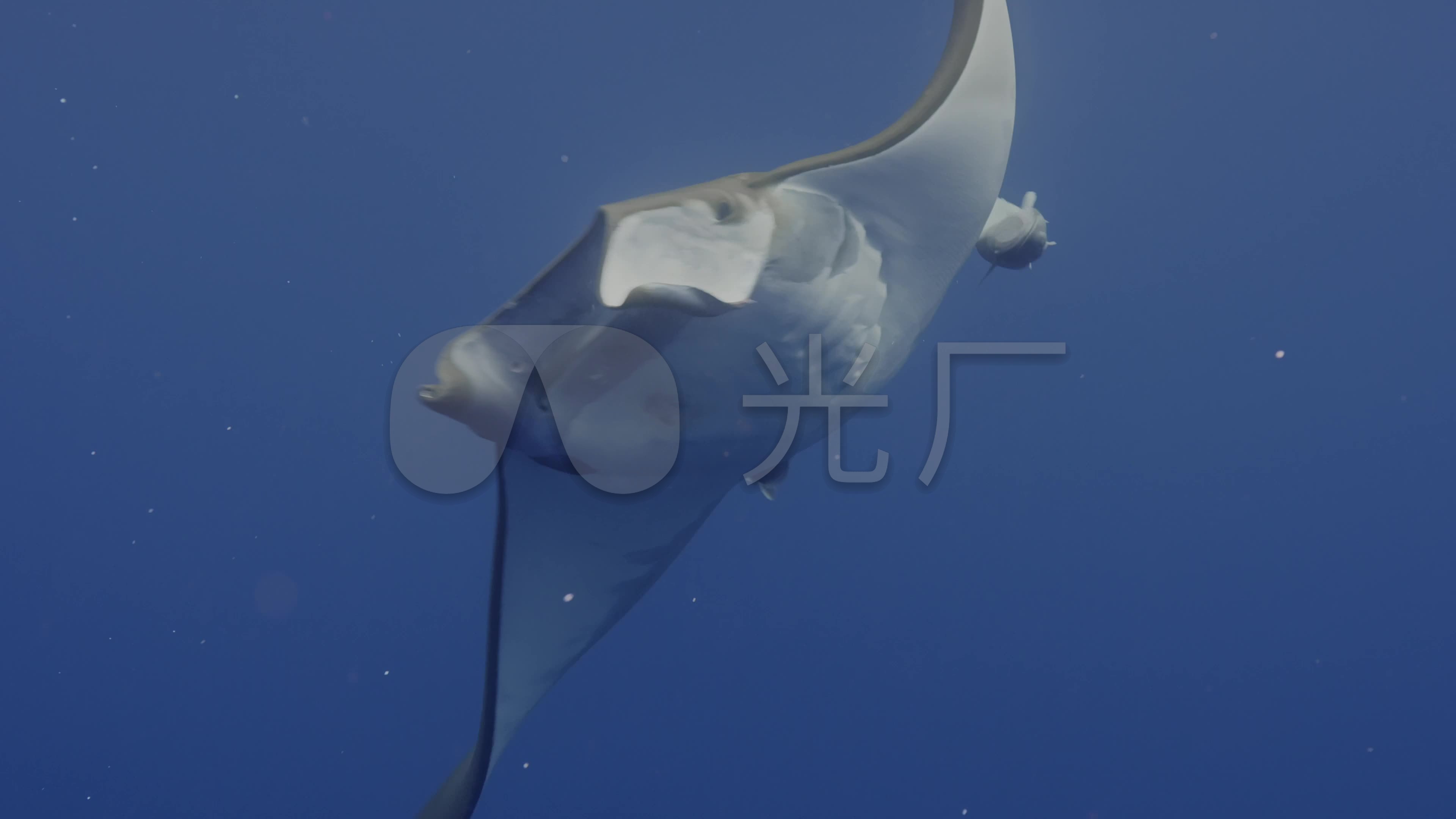 4k海洋动物魔鬼鱼捕食_3840x2160_高清视频素材下载