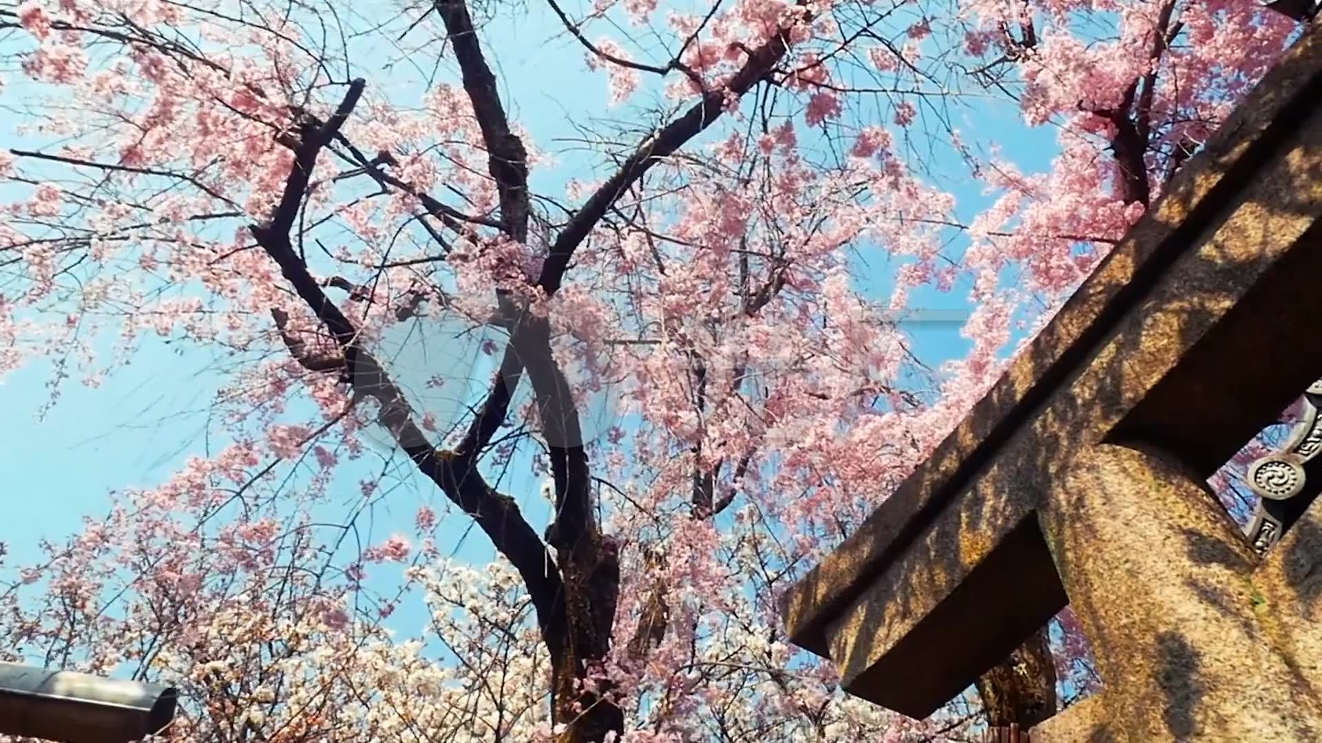 樱花树下的日本女性_1920X1080_高清视频素
