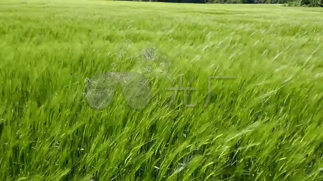 风吹麦浪 绿油油的麦田