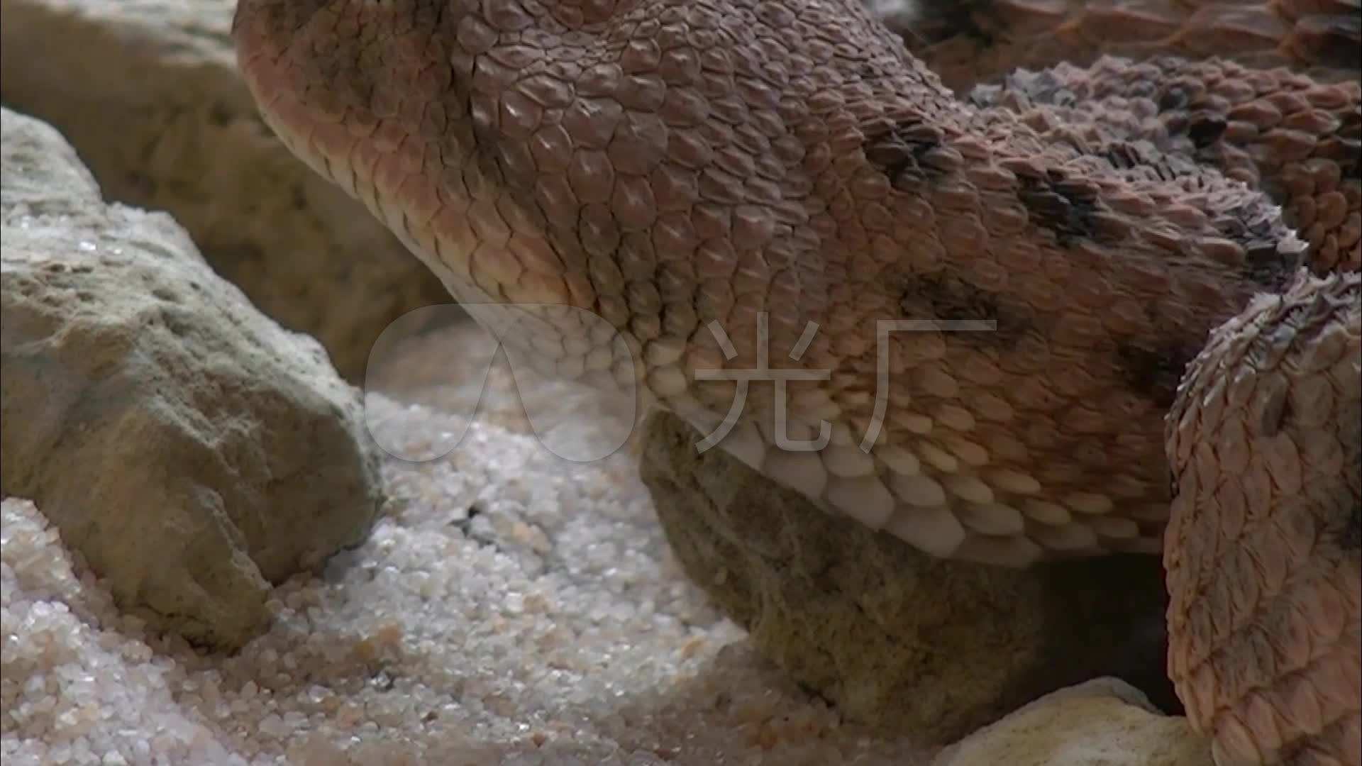 沙漠角蝰