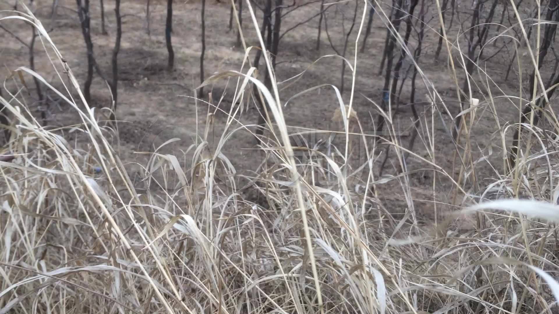 实拍 干草 枯草 狗尾草 高清视频