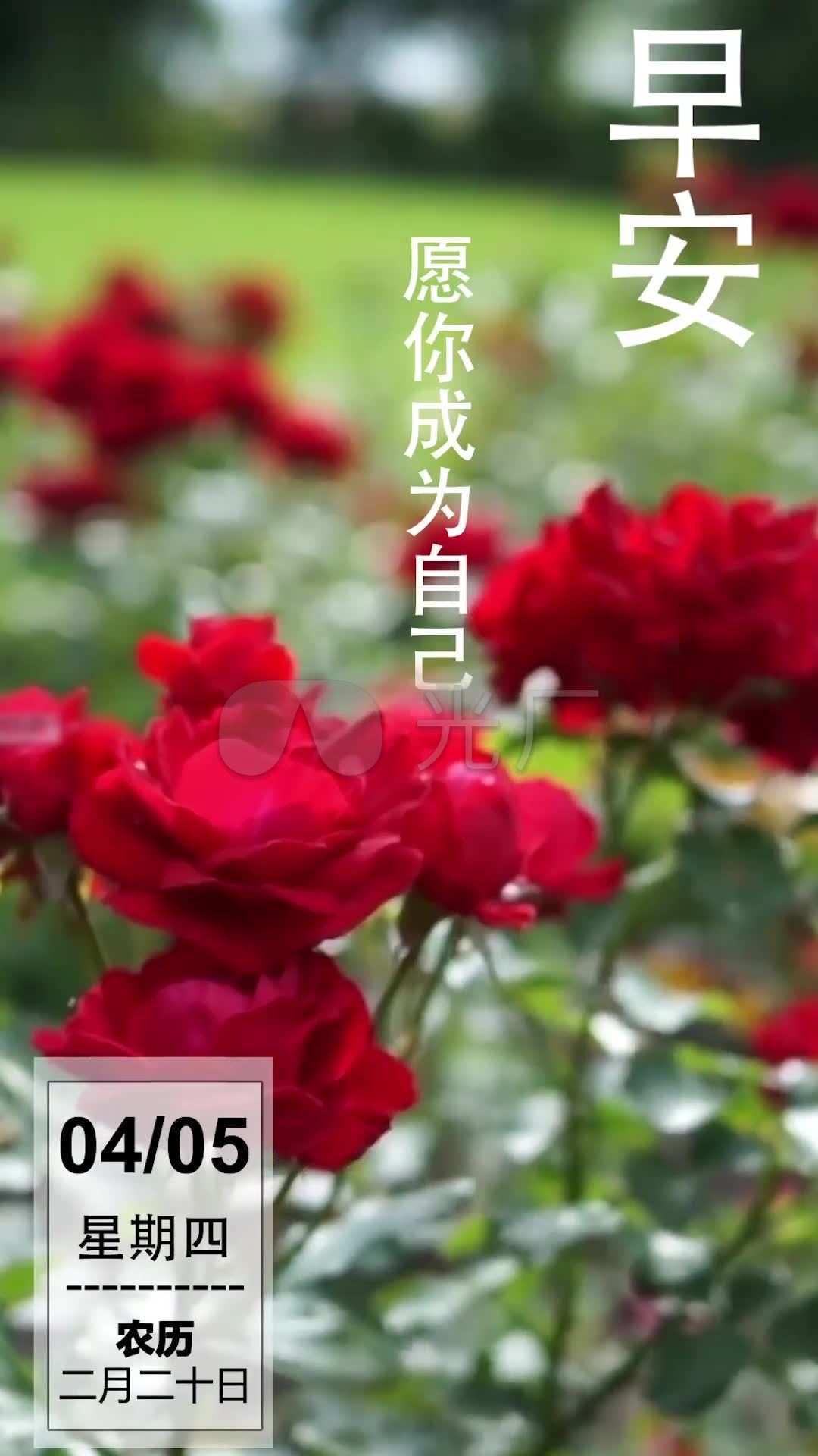 清新玫瑰花早安分享微信小视频