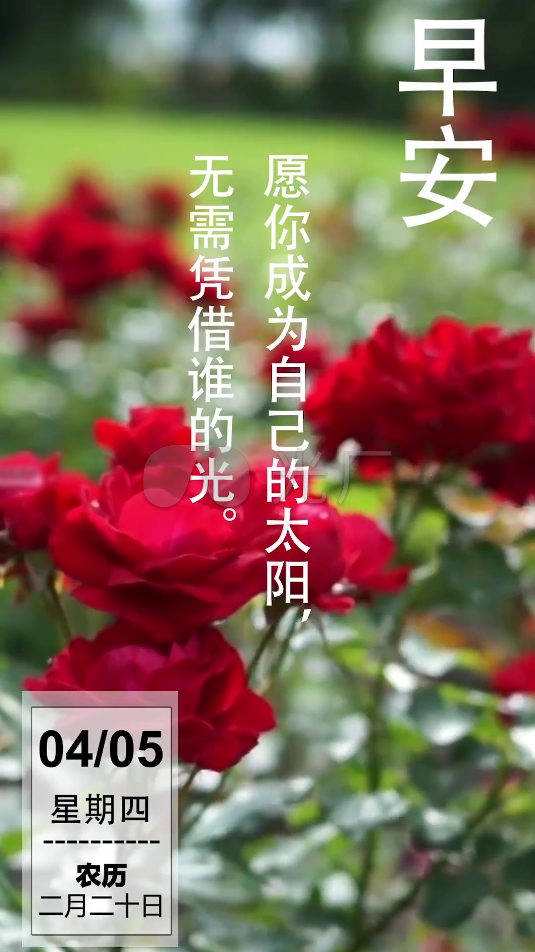 清新玫瑰花早安分享微信小视频