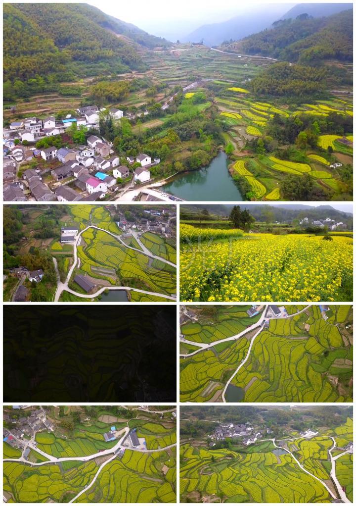 宁波大堰西畈村油菜花航拍视频素材下载