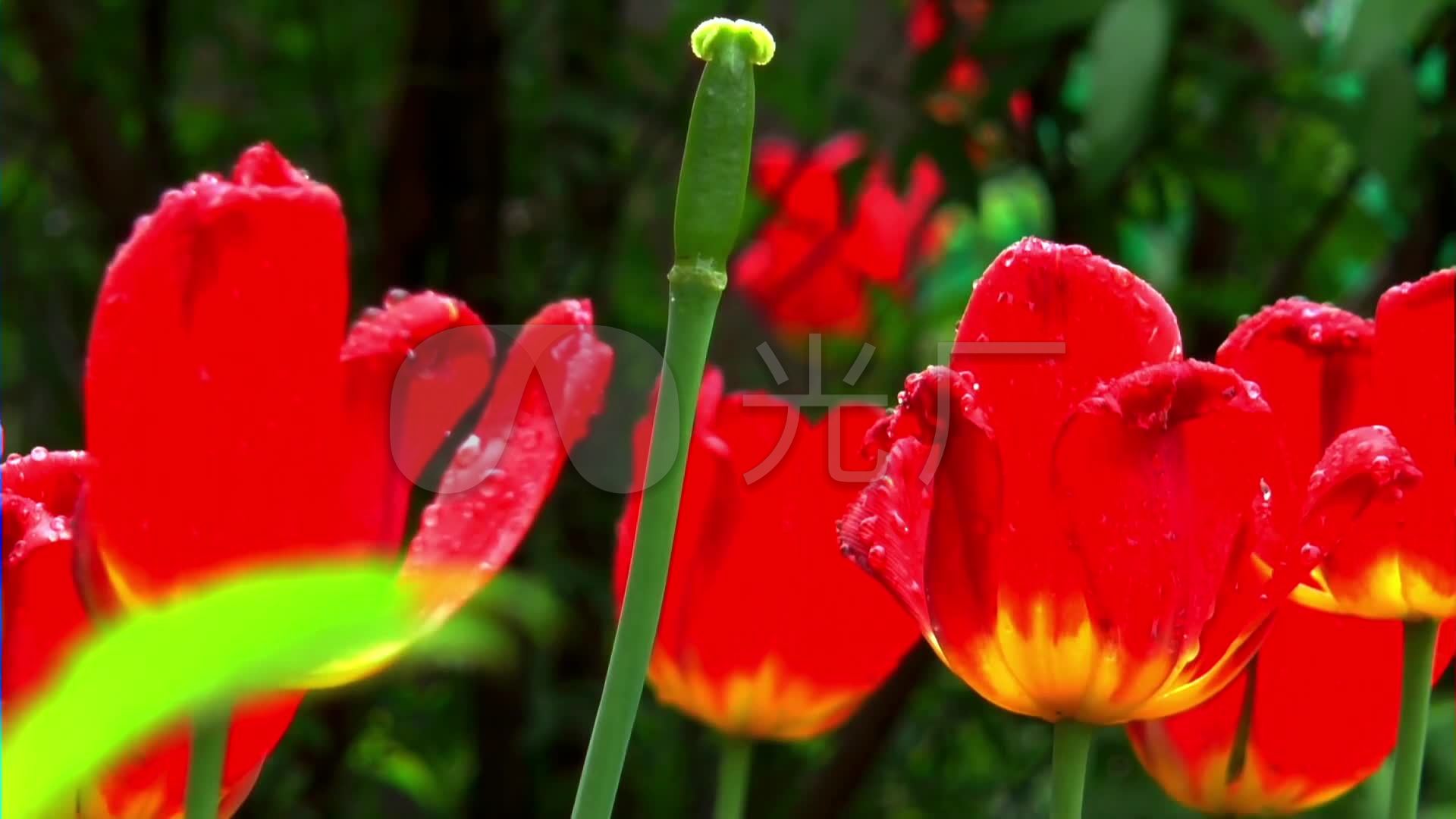 春天大自然花朵视频素材