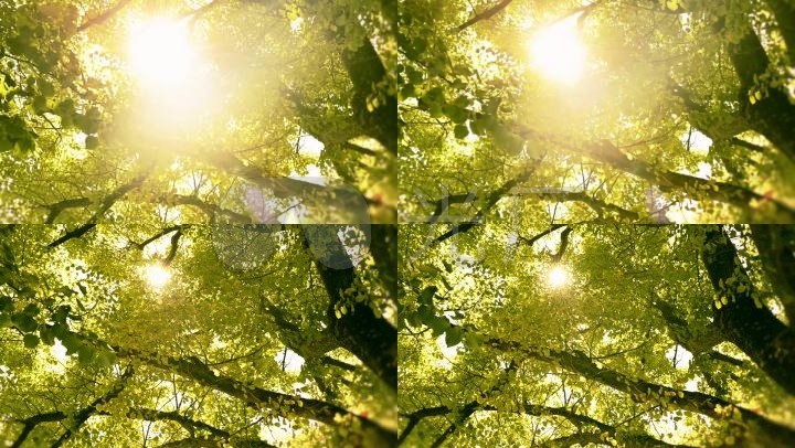 阳光树林树木阳光下的树木仰拍大树