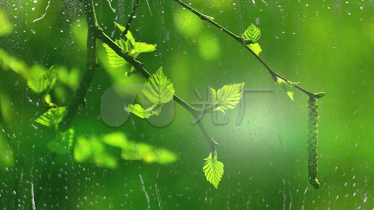 雨中树叶唯美背景素材