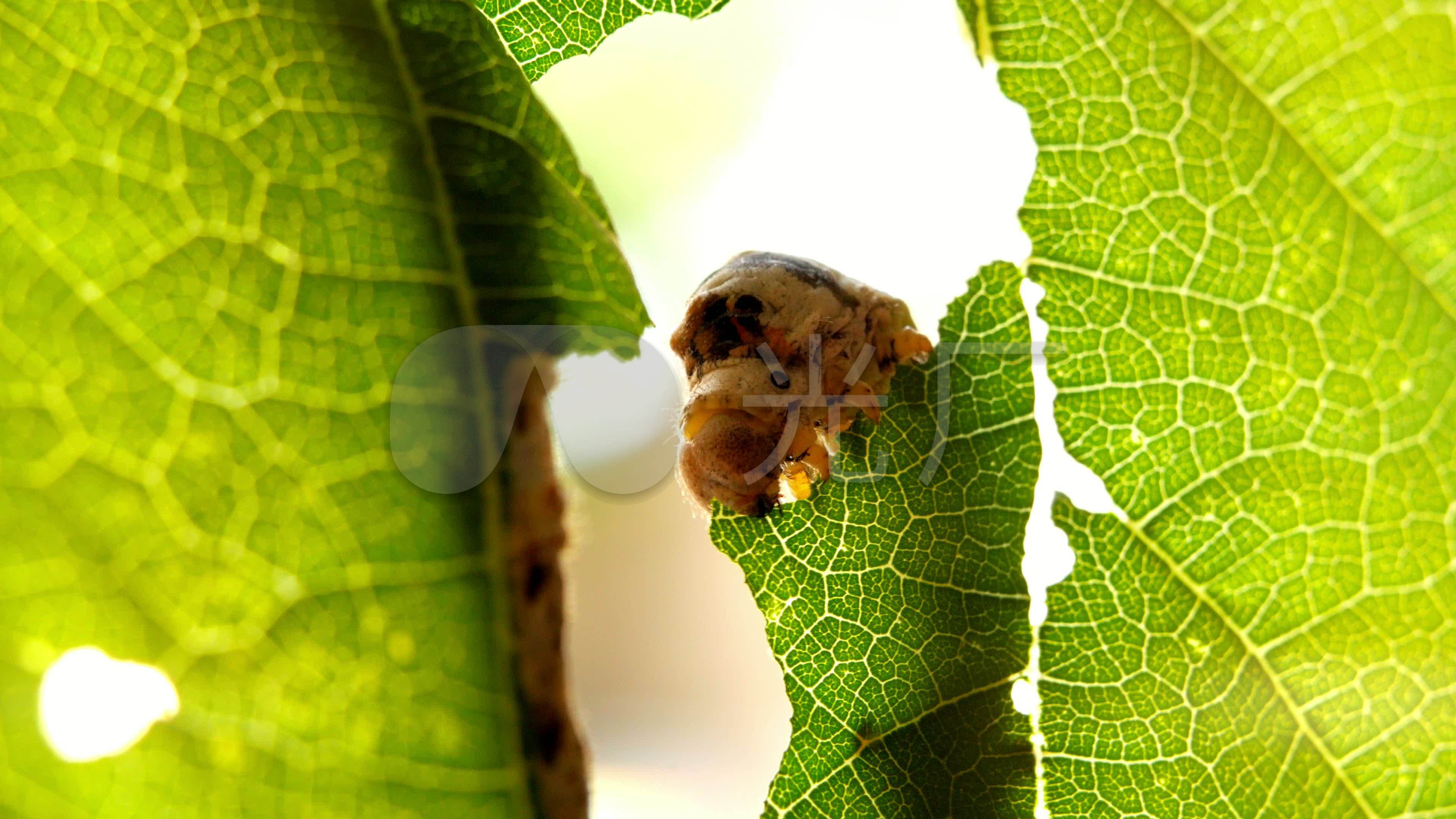 虫子吃树叶_3840x2160_高清视频素材下载(编号:)_实拍