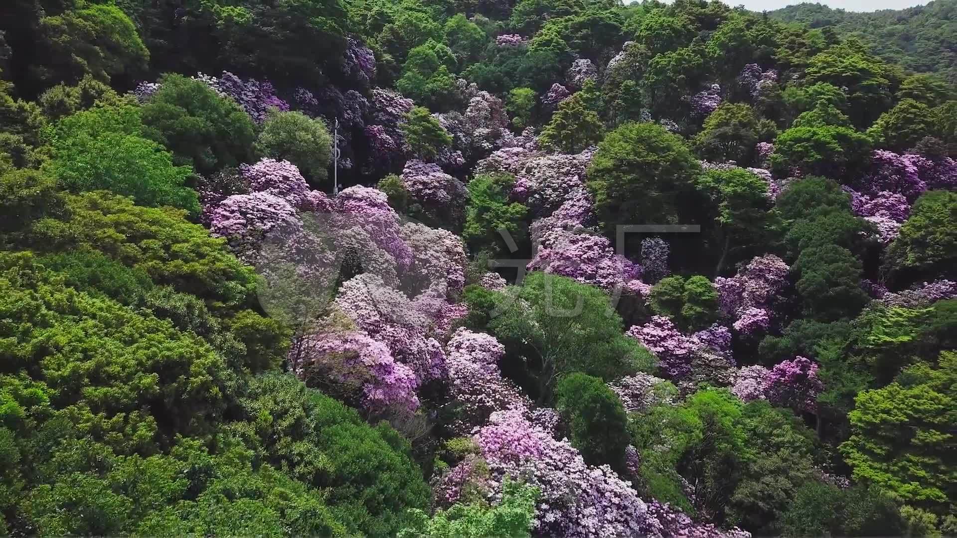 深圳梧桐山毛棉杜鹃花海航拍视频素材下载