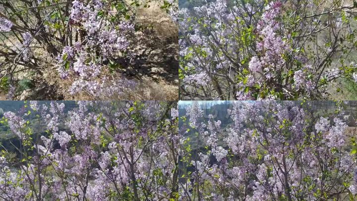 丁香花花开风吹栀子素材