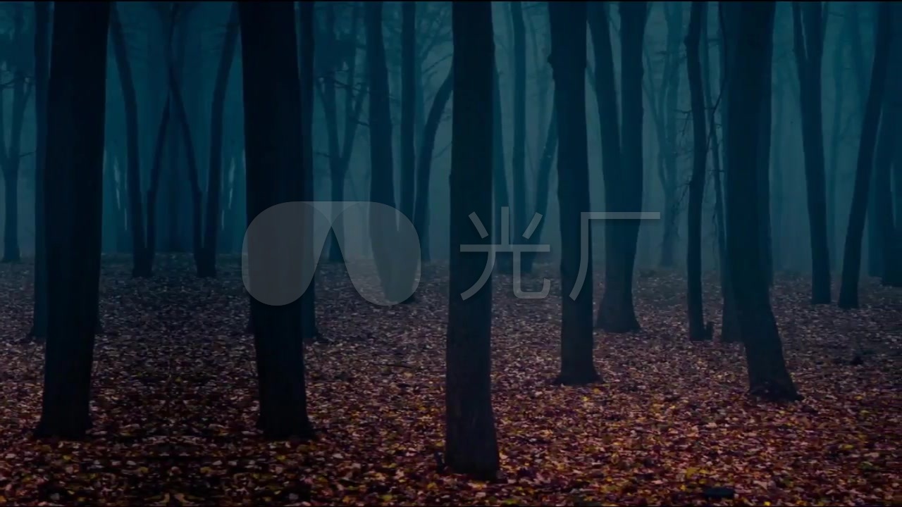 夜晚树林舞台背景视频