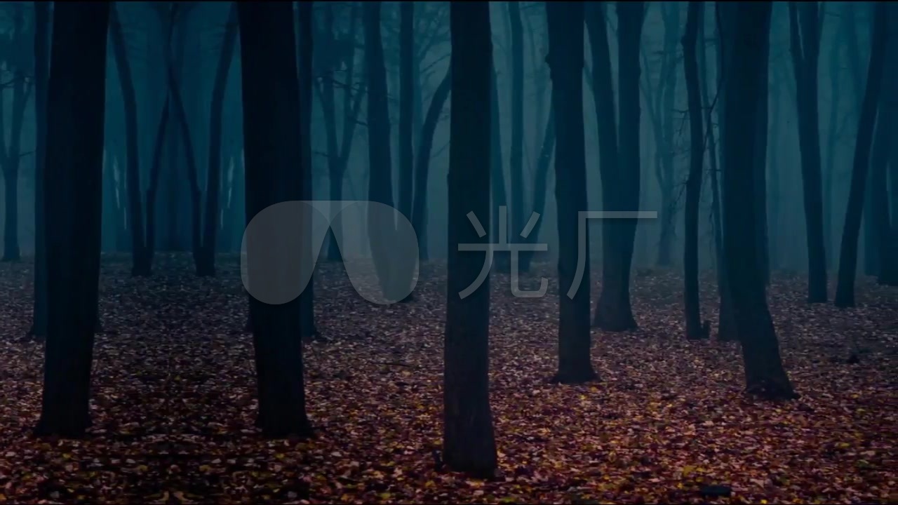 树林阴暗森林凄凉视频背景_1280x720_高清视频素材下载(编号:2441852)