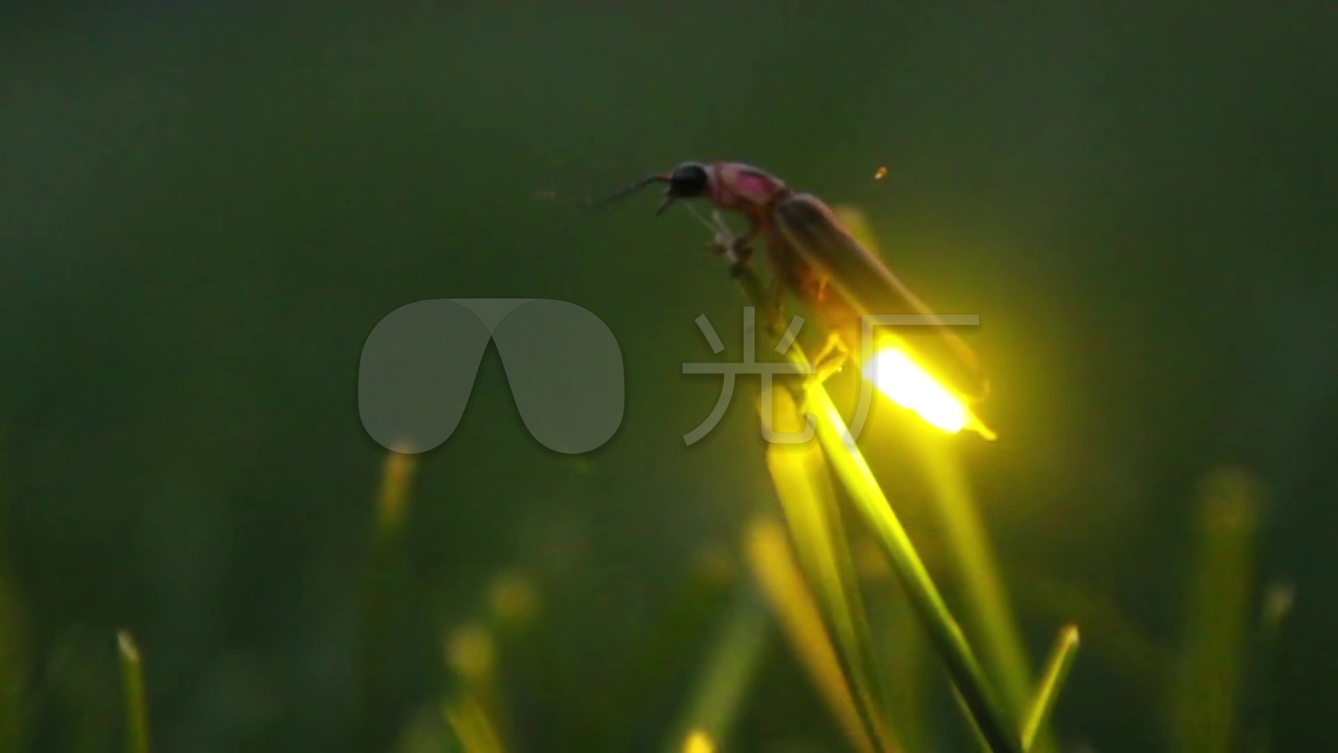 萤火虫发光实拍