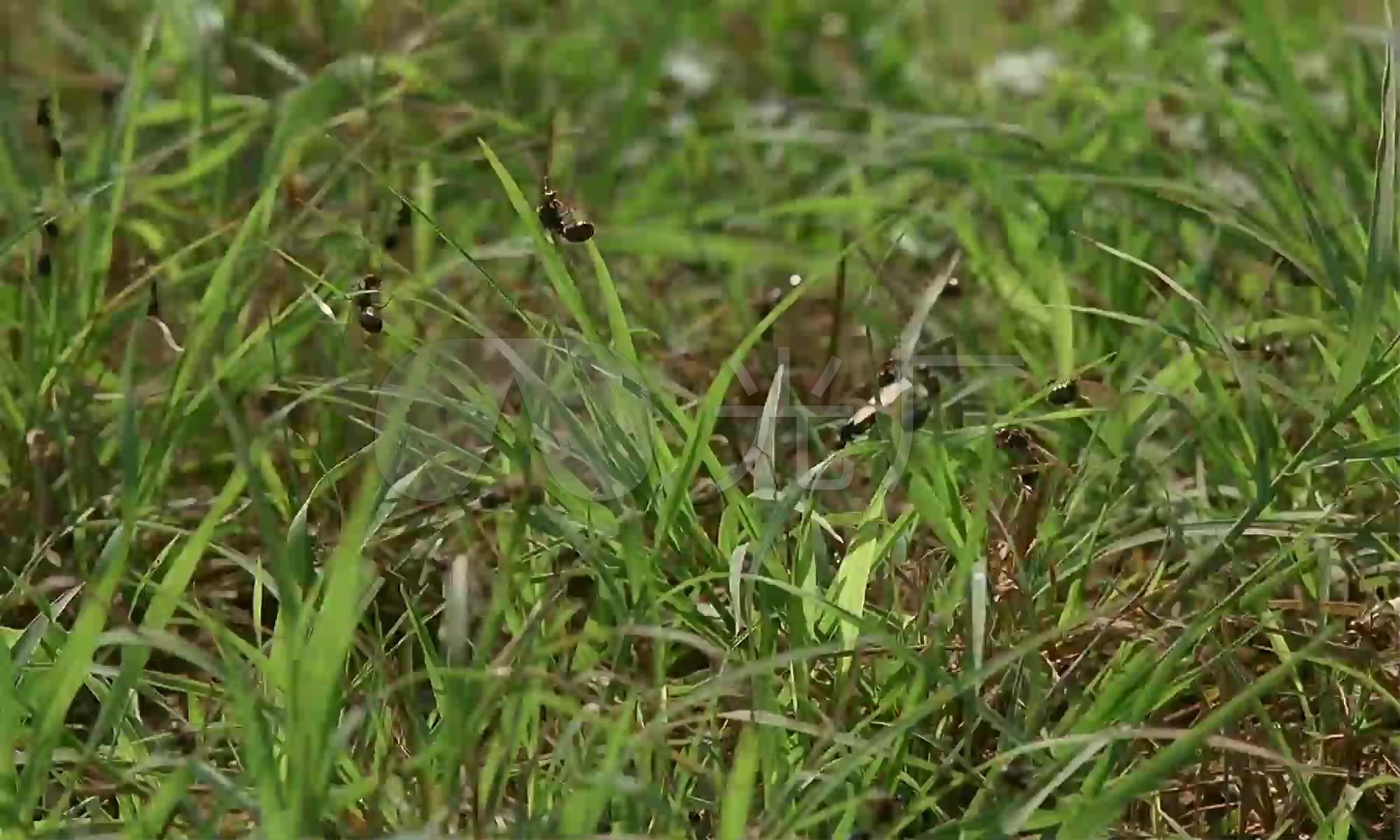 草丛青草上爬动的蚂蚁_1800x1080_高清视频素材下载