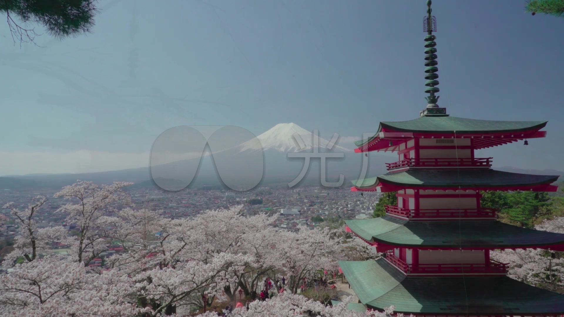 新仓山浅间公园富士山樱花_1920X1080_高清