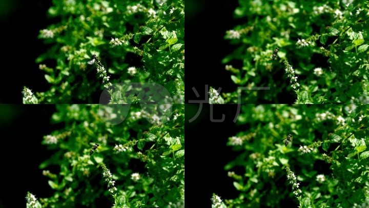 铜币v铜币植物寓意采蜜特写蝙蝠_1920X1080_弥勒佛高速蜜蜂动物图片