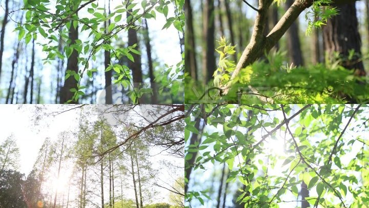 阳光穿透树叶
