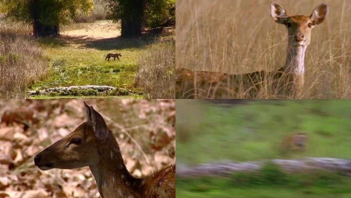 野生老虎捕食捕猎梅花鹿视频素材_丛林3