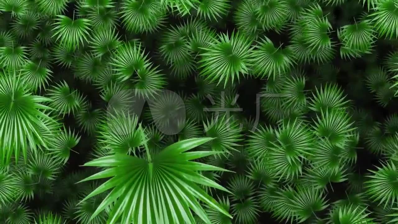 绿扇棕树叶移动动画背景