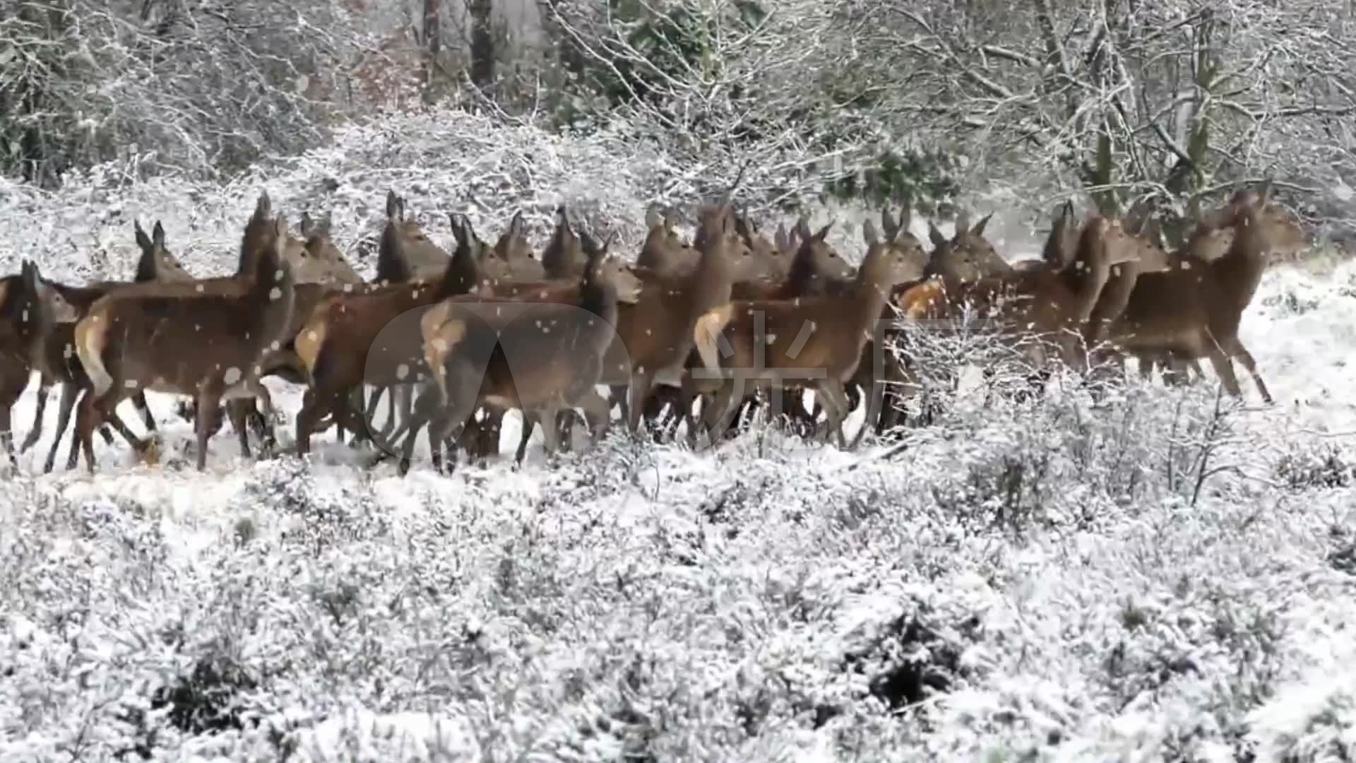 实拍 森林 动物 鹿群 奔跑 雪花 视频
