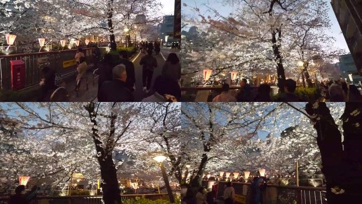 樱花大道樱花道樱花树花树樱花树夜景夜晚花树日本樱花