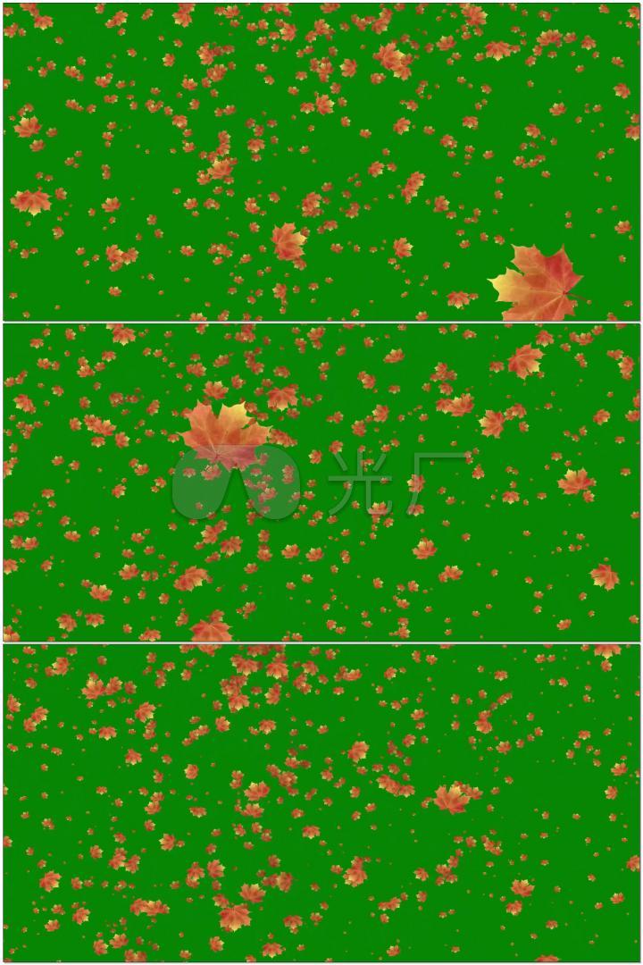 枫叶飘落绿屏视频素材