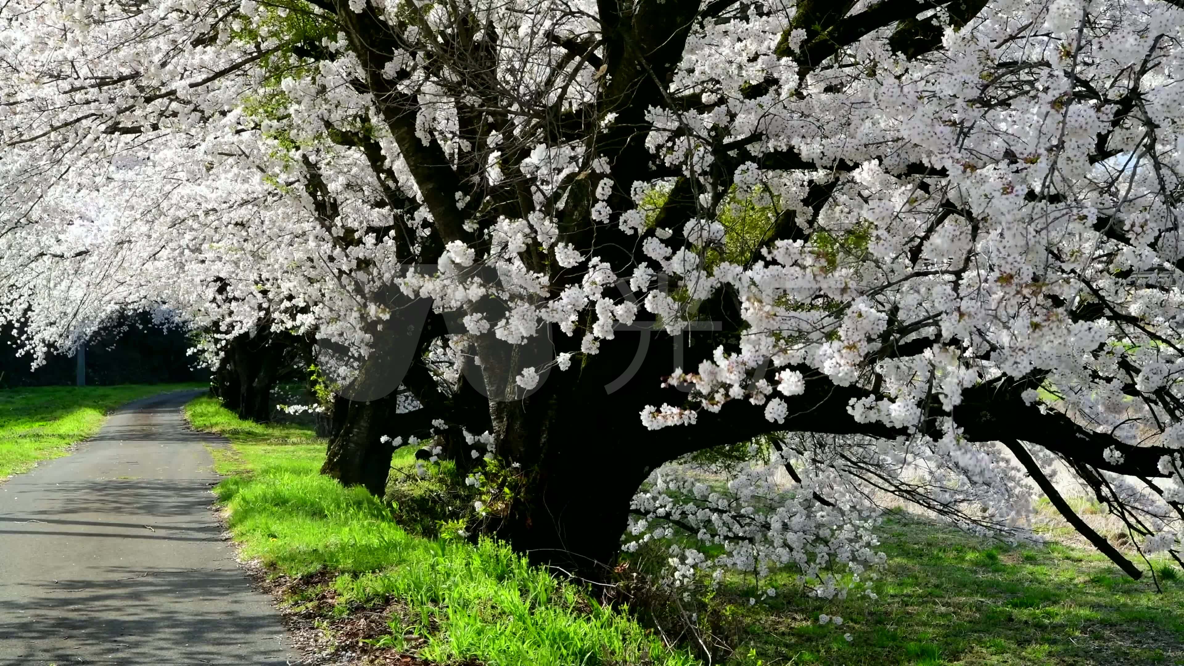 4k春天公园樱花树林间小路