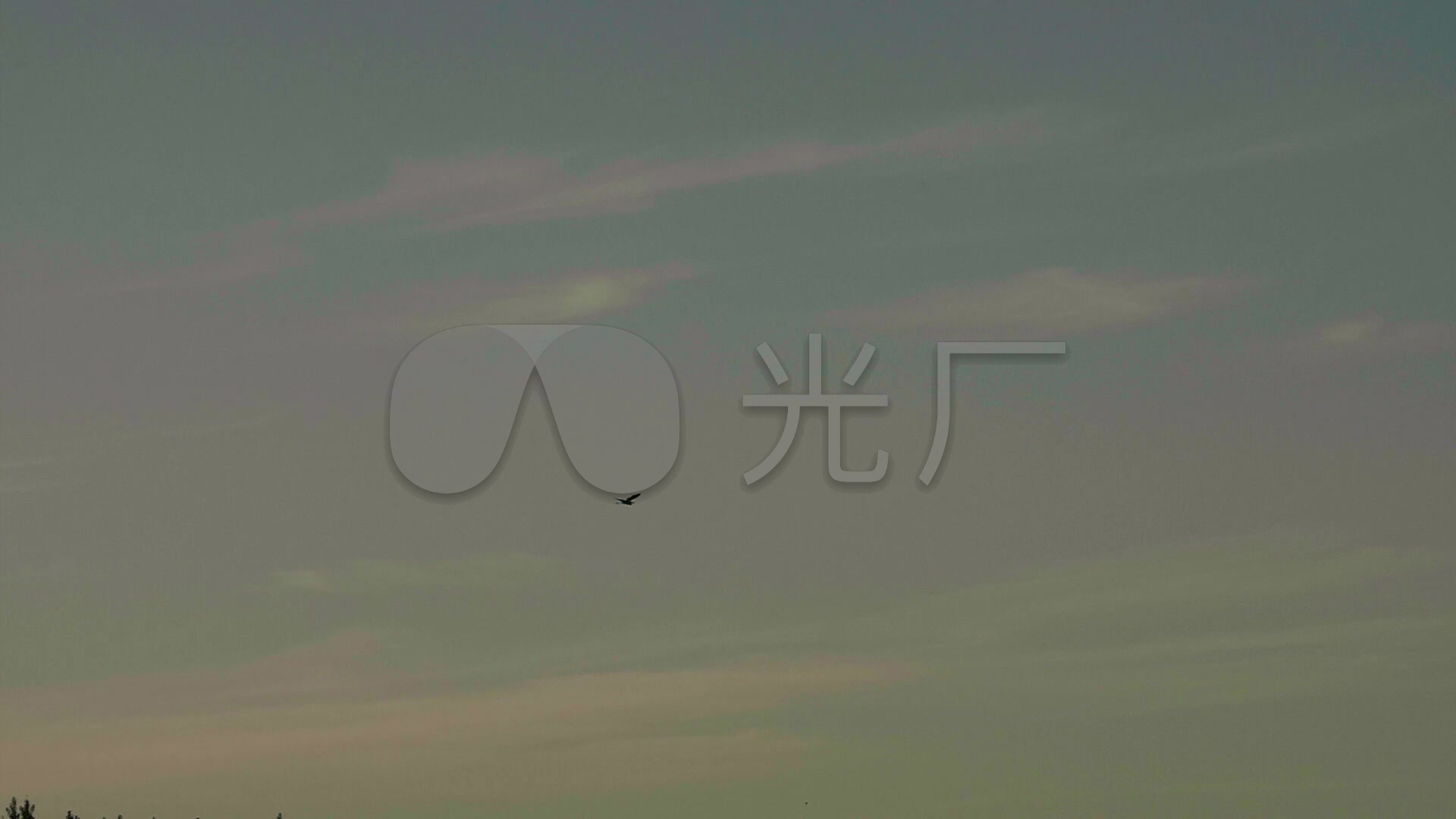 孤雁南飞大雁迁徙悲伤哀鸣高速镜头