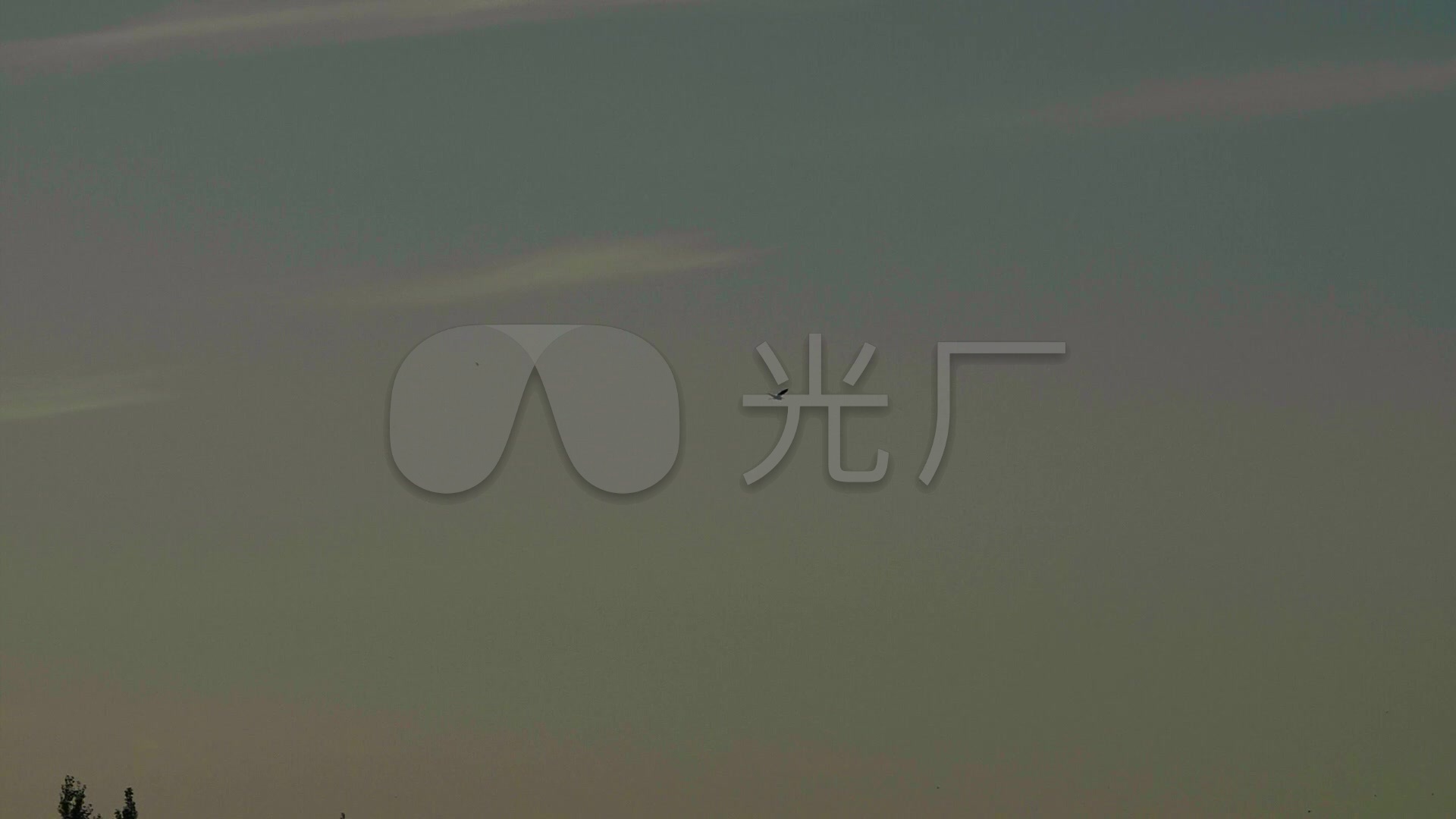 孤雁南飞大雁迁徙悲伤哀鸣高速镜头