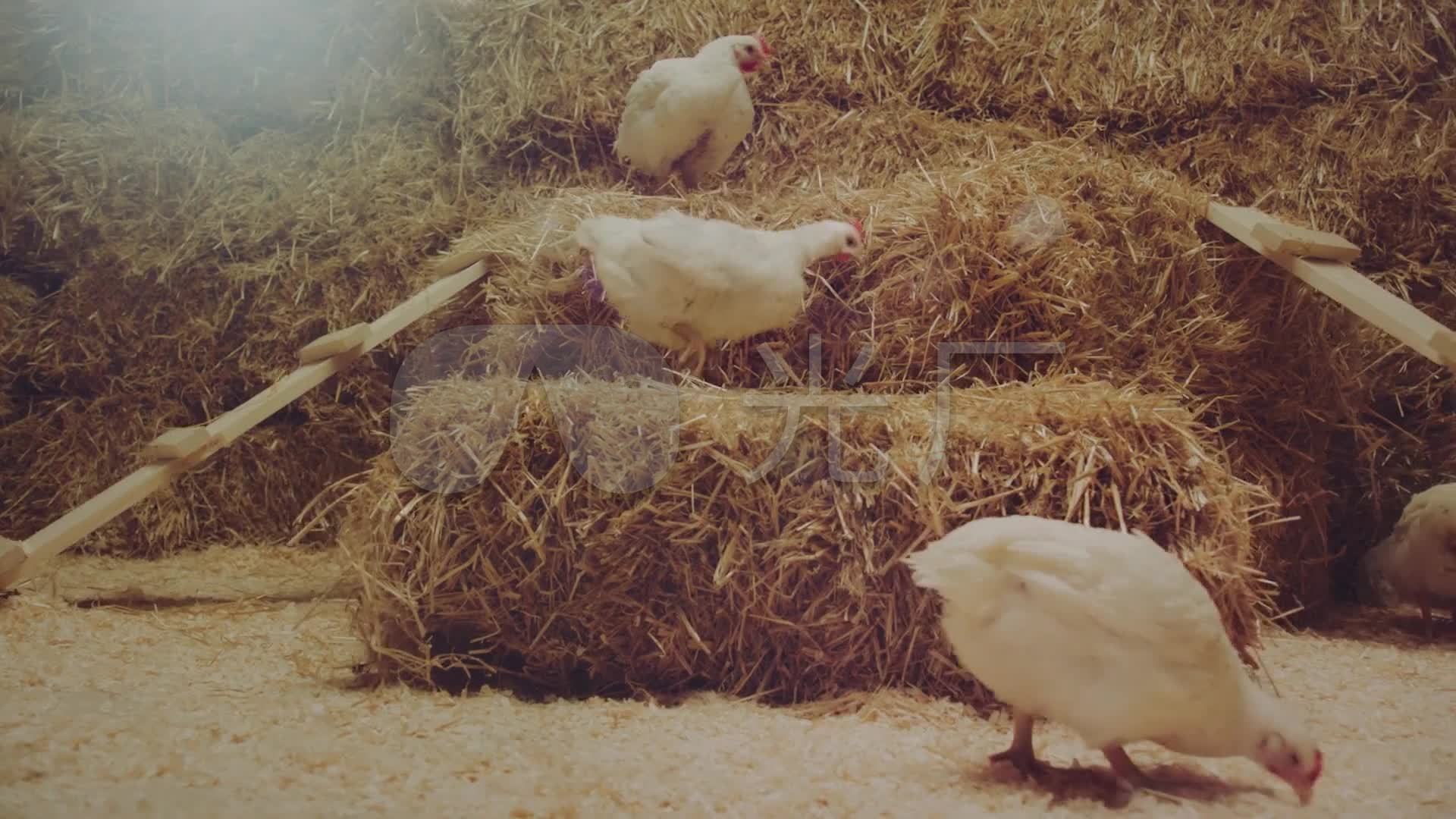 公鸡母鸡跳舞视频素材_1920X1080_高清视频