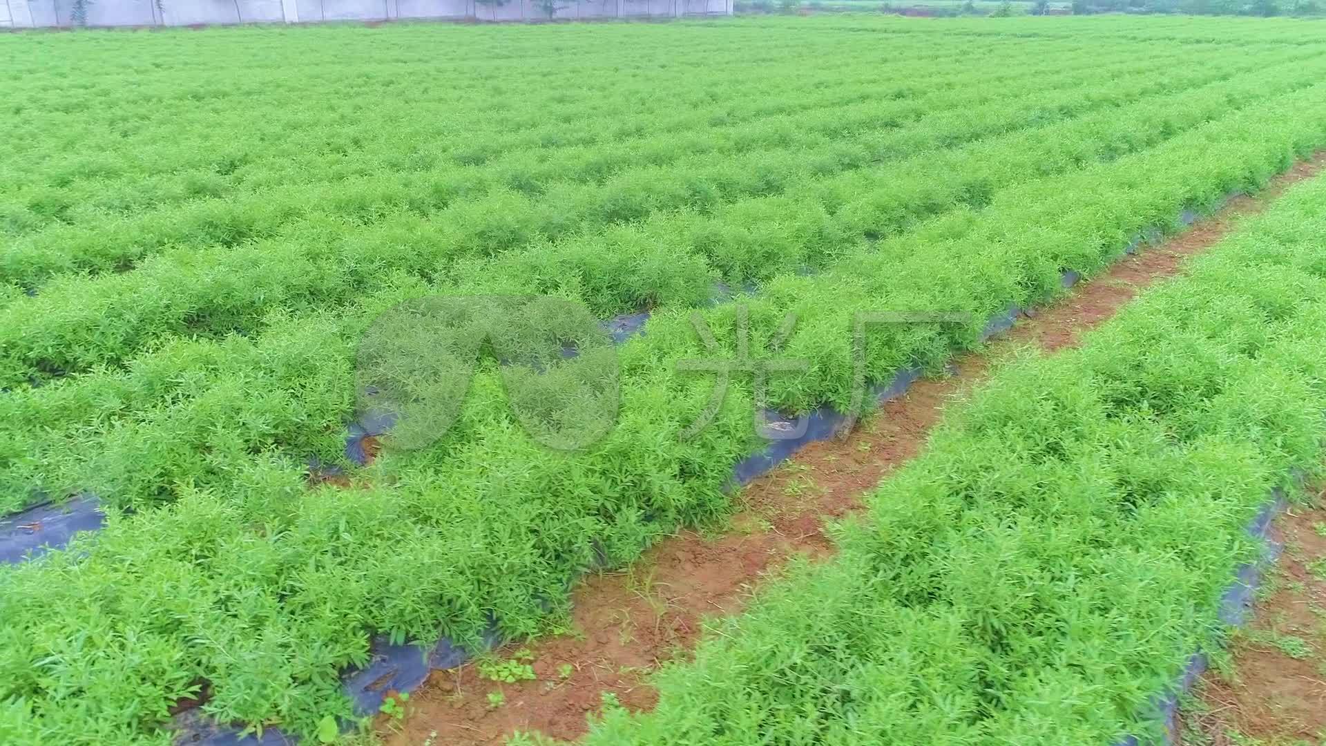 天精菜枸杞菜种植园航拍