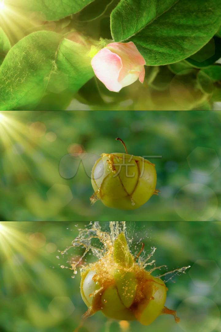 苹果开花结果视频特效