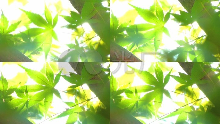 微风吹树叶_阳光透过树叶实拍视频素材