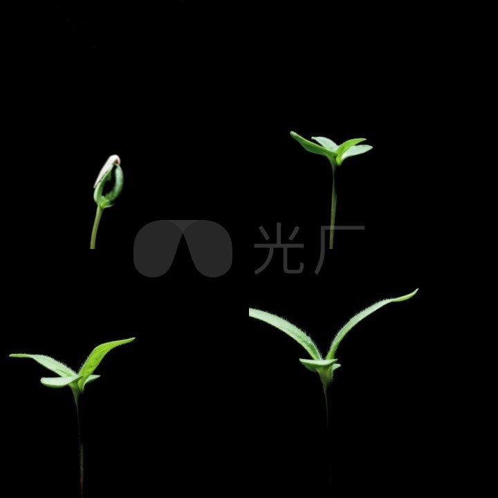 生长新生小草植物