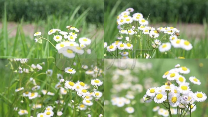 大滨菊花小雏菊