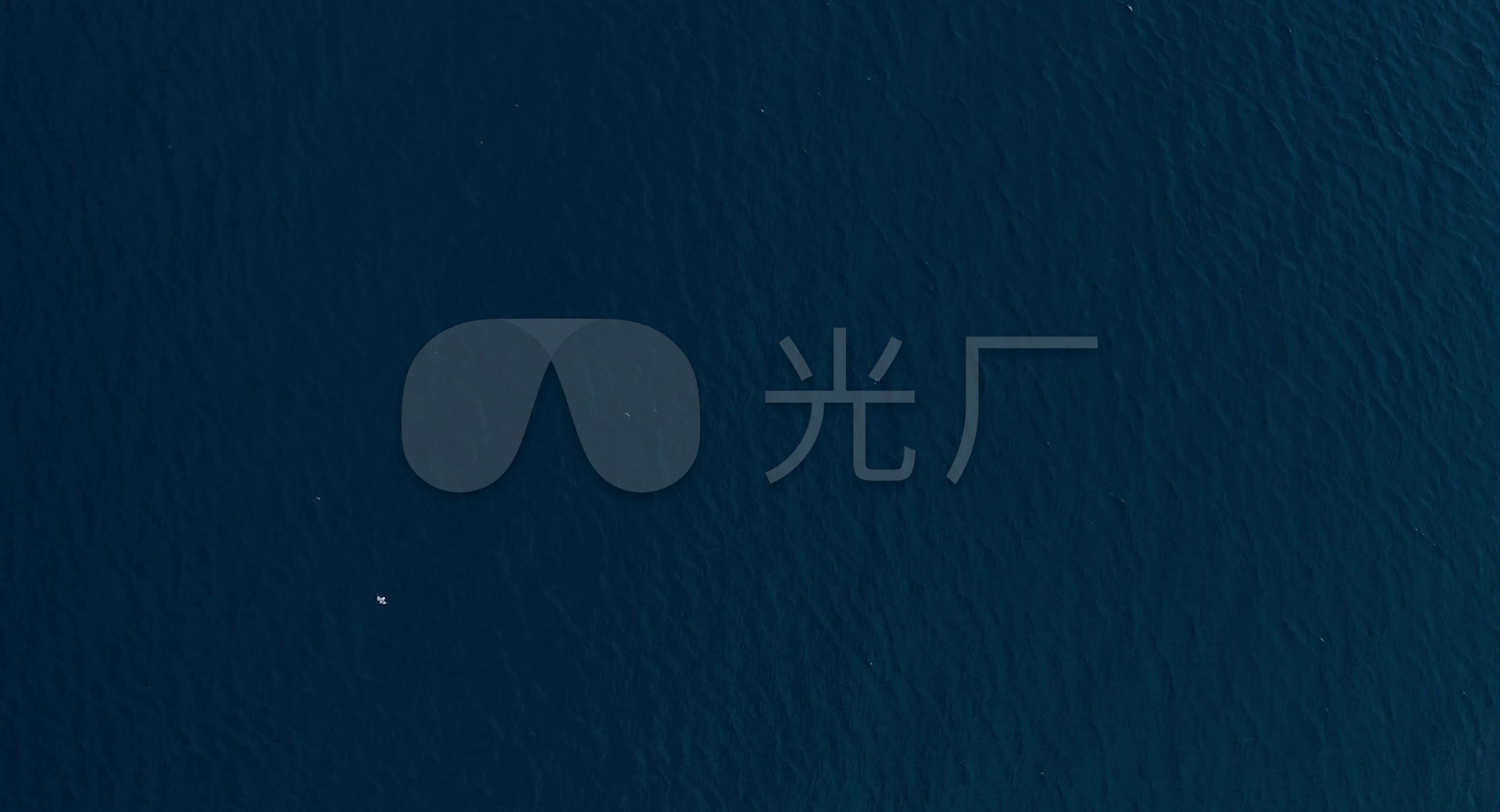 鸟瞰大海-海鸟