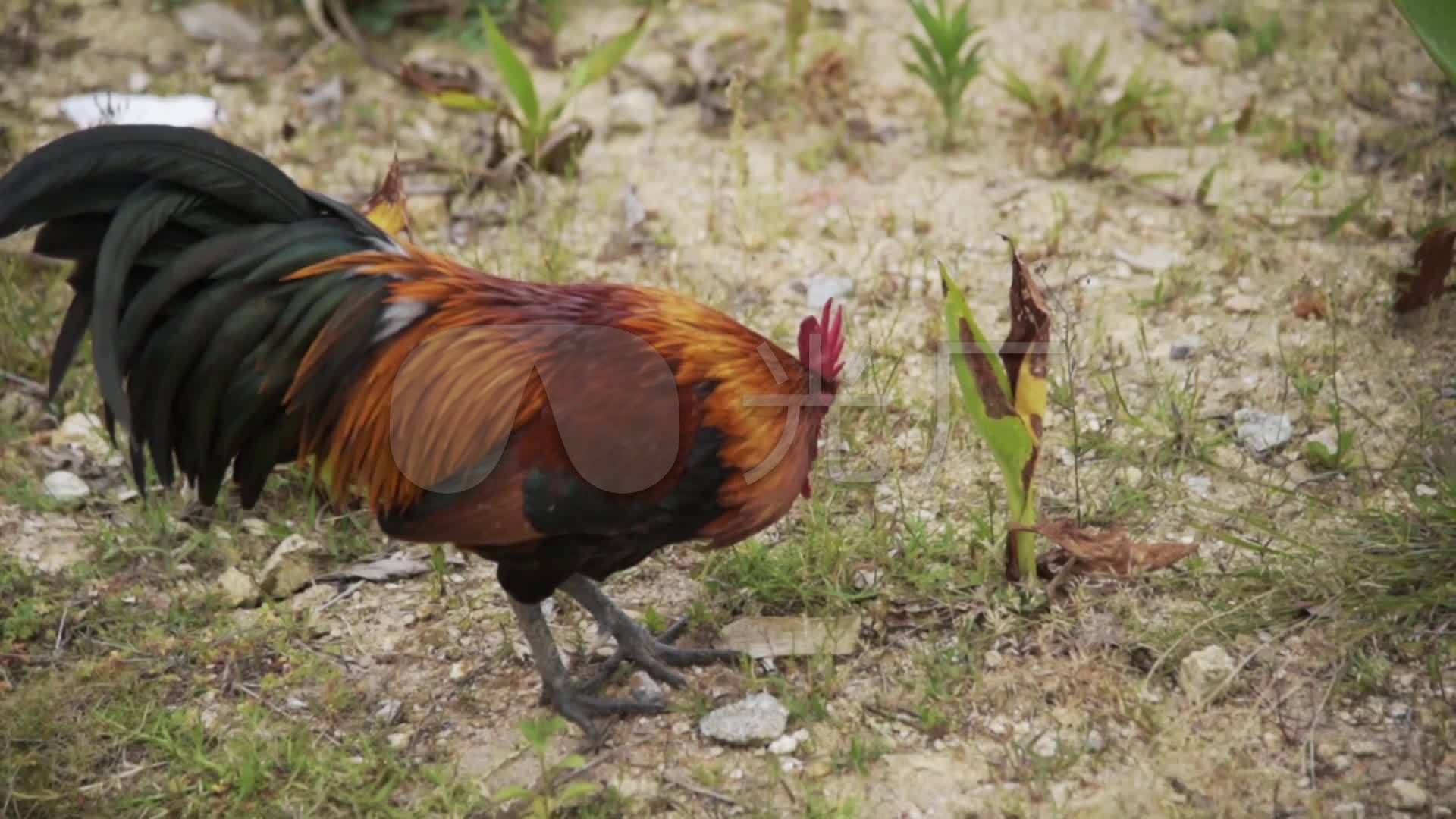 公鸡野外觅食_1920x1080_高清视频素材下载(编号:)