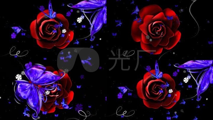 玫瑰和蝴蝶
