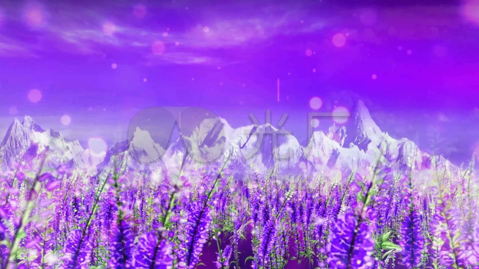 婚礼紫色薰衣草花海梦幻场景_1920x1080_高清视频素材