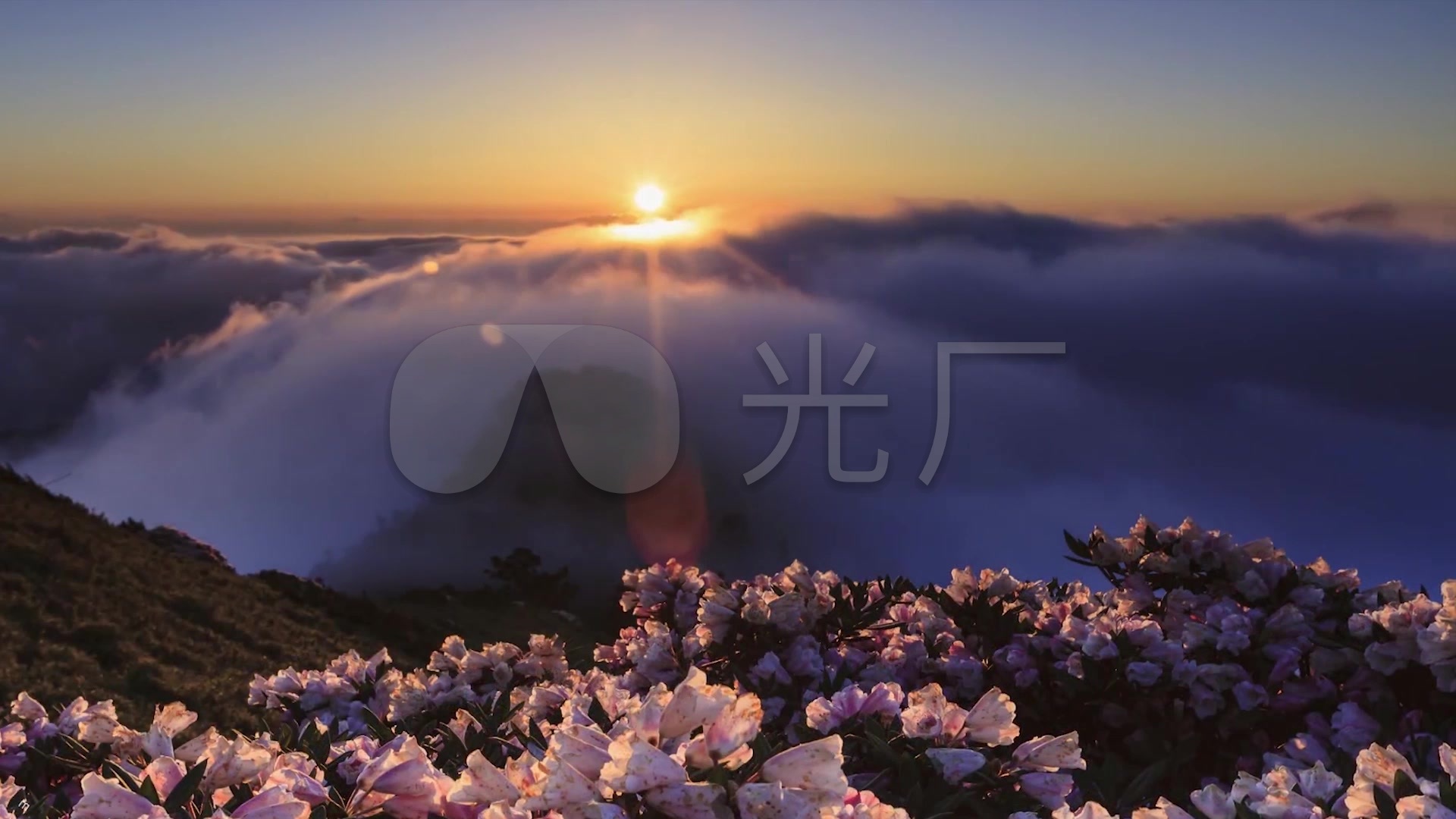 唯美山顶花海杜鹃花盛开风云涌动自然风光