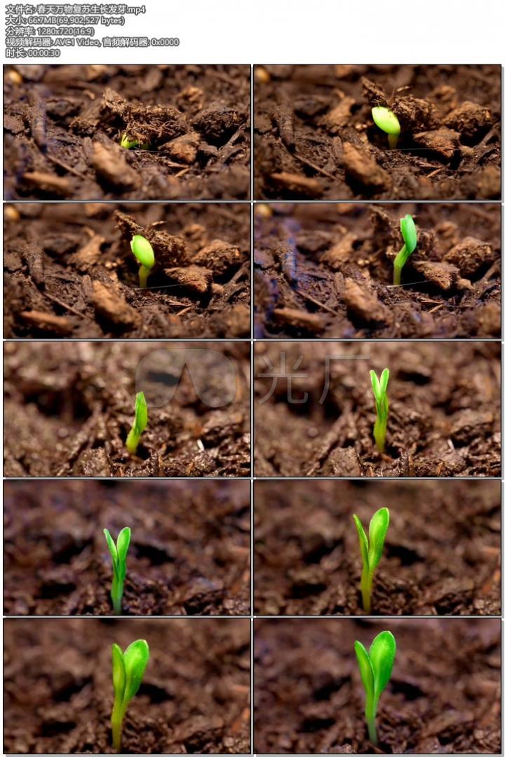 种子发芽萌芽生长植物绿色播种农业季节绿叶土壤幼苗生根扎根开花结果