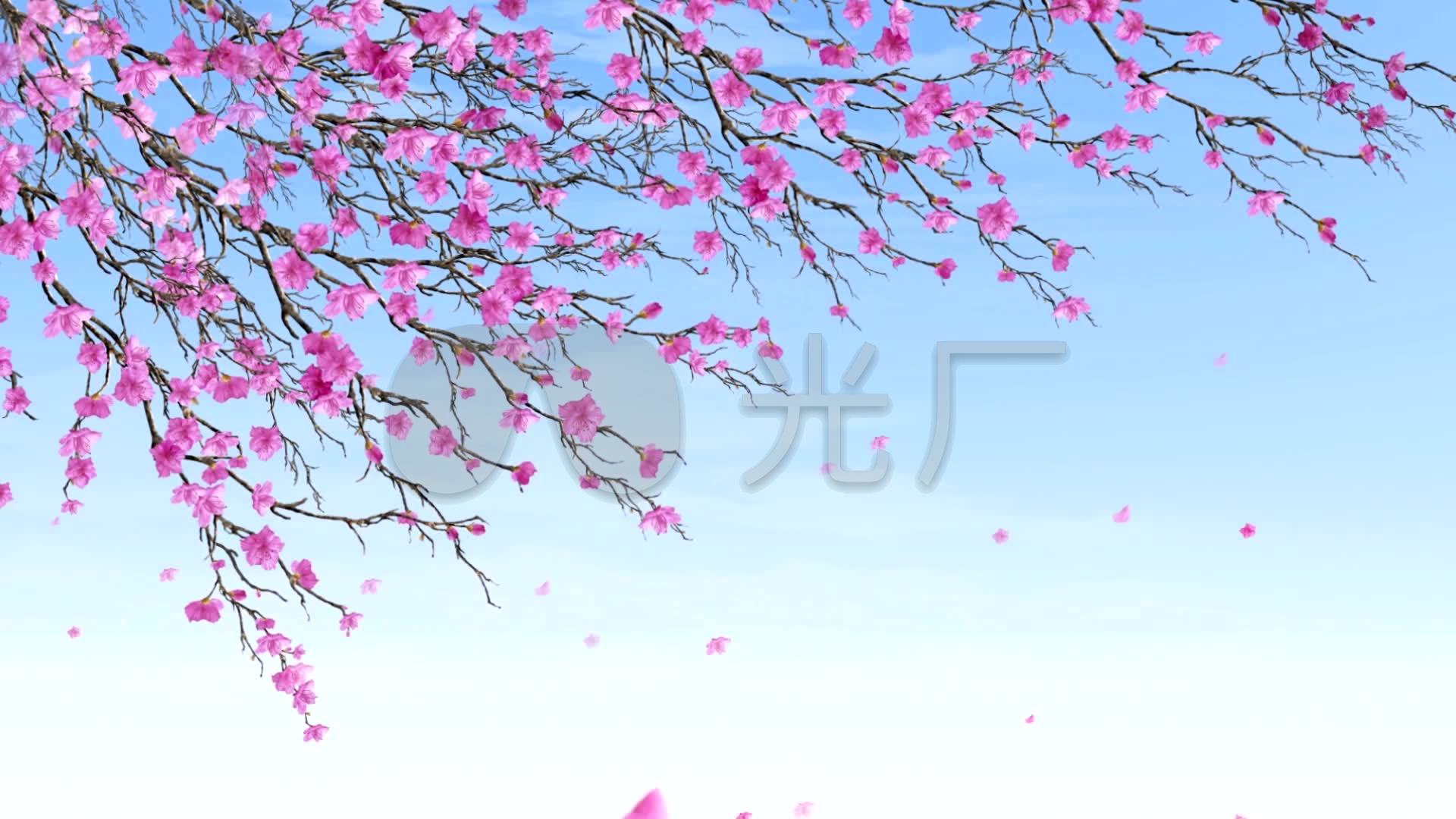 唯美树枝上梅花飘落高清动态视频素材