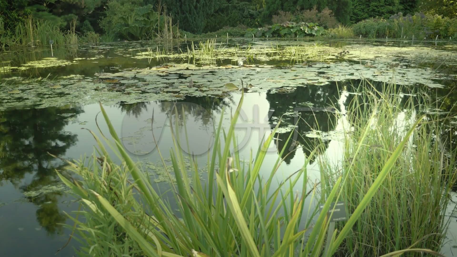 湿地沼泽环保原生态原始_1920x1080_高清视频素材下载