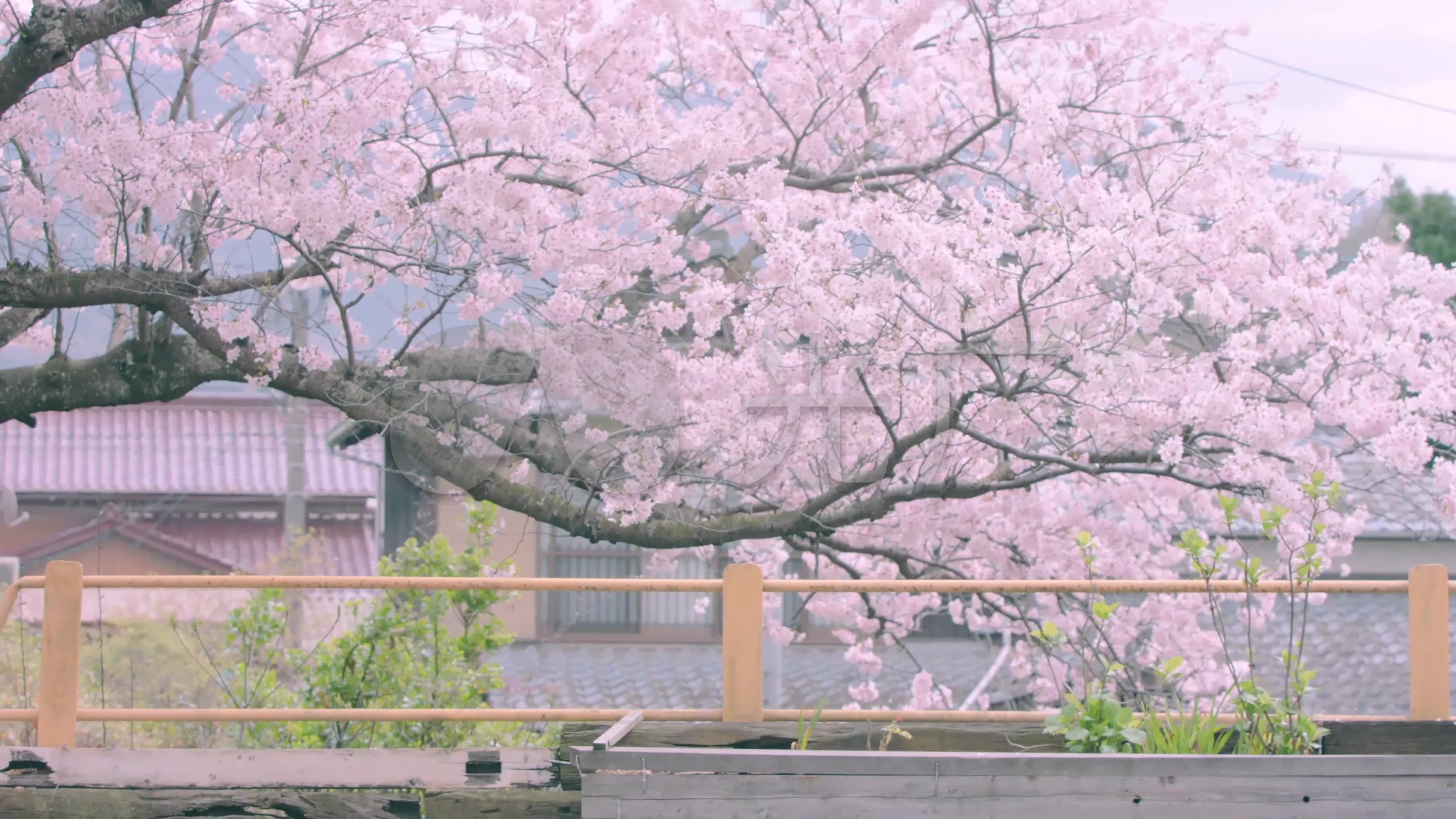 日本樱花小站