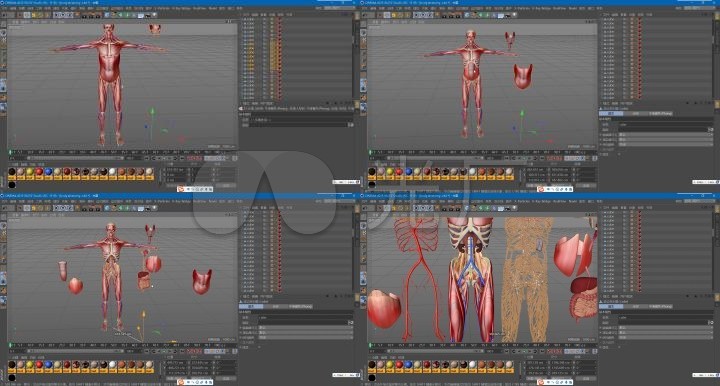 c4d工程文件--人体解刨模型