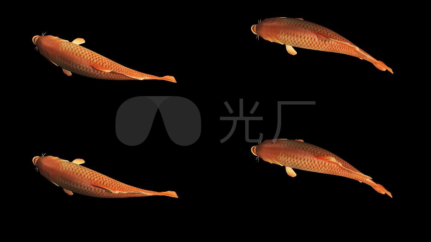 红鲤鱼游动带通道